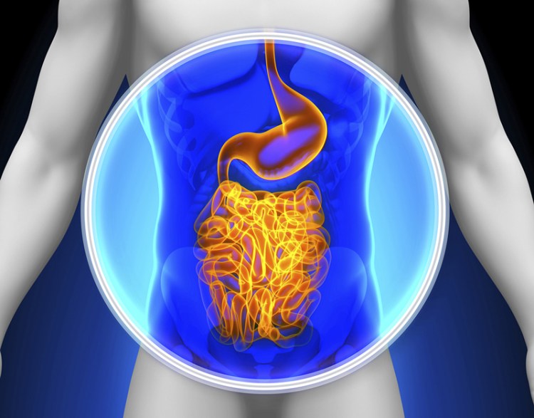 intestinal-gut